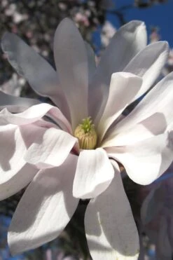 Centennial Star Magnolia - 1 Gallon Pot -Garden Plant Seeds Magnolia Centennial 13