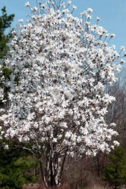 Centennial Star Magnolia - 3 Gallon Pot -Garden Plant Seeds Magnolia Centennial 19 1