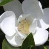 Claudia Wannamaker Southern Magnolia - 5 Gallon Pot -Garden Plant Seeds Magnolia Claudia Wannamaker 1 3