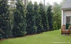 Claudia Wannamaker Southern Magnolia - 3 Gallon Pot 12 Claudia Wannamaker Southern Magnolia - 3 Gallon Pot -Garden Plant Seeds Magnolia Claudia Wannamaker 2 2