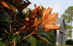 Claudia Wannamaker Southern Magnolia - 5 Gallon Pot -Garden Plant Seeds Magnolia Claudia Wannamaker 3 3