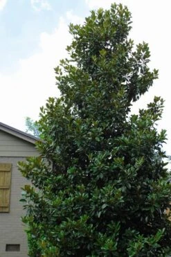 Claudia Wannamaker Southern Magnolia - 7 Gallon Pot (4-5') 11 Claudia Wannamaker Southern Magnolia - 7 Gallon Pot (4-5') -Garden Plant Seeds Magnolia Claudia Wannamaker 4 1