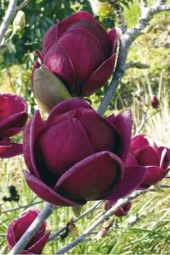 Genie Magnolia Tulip Tree - 3 Gallon Pot -Garden Plant Seeds Magnolia Genie 10