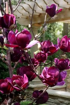 Genie Magnolia Tulip Tree - 3 Gallon Pot -Garden Plant Seeds Magnolia Genie 4