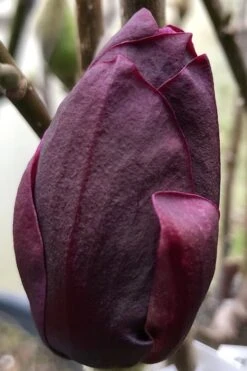 Genie Magnolia Tulip Tree - 3 Gallon Pot -Garden Plant Seeds Magnolia Genie 8