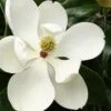 Little Gem Dwarf Southern Magnolia - 7 Gallon Pot (3-4') -Garden Plant Seeds Magnolia Little Gem 15