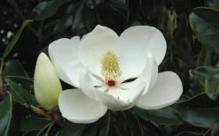 Little Gem Dwarf Southern Magnolia - 7 Gallon Pot (3-4') 19 Little Gem Dwarf Southern Magnolia - 7 Gallon Pot (3-4') -Garden Plant Seeds Magnolia Little Gem Bloom 2