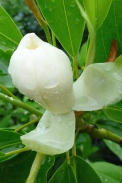 Moonglow Sweetbay Magnolia Tree (Magnolia Virginiana 'Jim Wilson') - 1 Gallon Pot -Garden Plant Seeds Magnolia Moonglow Sweetbay 4