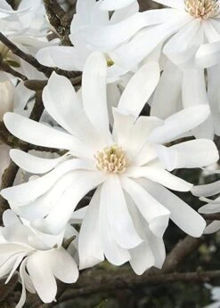 Royal Star Magnolia - 1 Gallon Pot -Garden Plant Seeds Magnolia Royal Star 10 2