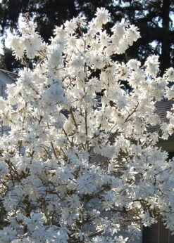 Royal Star Magnolia - 1 Gallon Pot -Garden Plant Seeds Magnolia Royal Star 11 2
