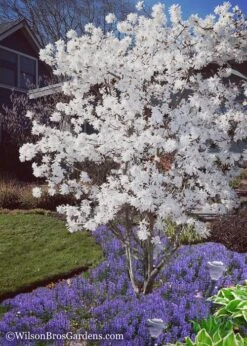 Royal Star Magnolia - 3 Gallon Pot 12 Royal Star Magnolia - 3 Gallon Pot -Garden Plant Seeds Magnolia Royal Star 12 1