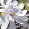 Royal Star Magnolia - 2 Gallon Pot -Garden Plant Seeds Magnolia Royal Star 13