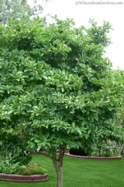 Royal Star Magnolia - 3 Gallon Pot 13 Royal Star Magnolia - 3 Gallon Pot -Garden Plant Seeds Magnolia Stellata 1 4