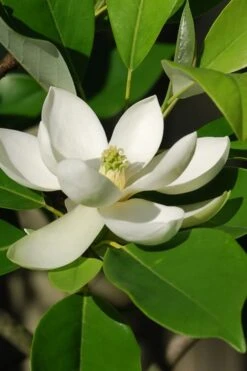 Sweetbay Magnolia - 3 Gallon Pot - ON SALE -Garden Plant Seeds Magnolia Sweet Bay 10