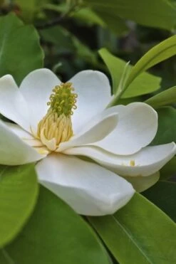 Silver Mist Sweetbay Magnolia - 3 Gallon Pot -Garden Plant Seeds Magnolia Sweet Bay 101 1