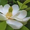 Southern Sweet Bay Swamp Magnolia (M.v. Australis) - 7 Gallon Pot (5-6') -Garden Plant Seeds Magnolia Sweet Bay 101 2