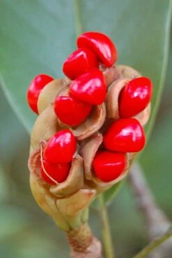 Sweetbay Magnolia - 3 Gallon Pot - ON SALE -Garden Plant Seeds Magnolia Sweet Bay 14