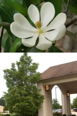 Sweetbay Magnolia - 3 Gallon Pot - ON SALE -Garden Plant Seeds Magnolia Sweetbay 2 500x750 1