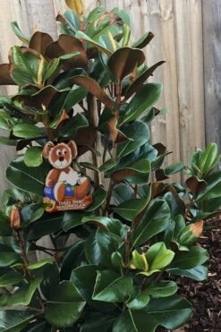 Teddy Bear Dwarf Southern Magnolia - 7 Gallon Pot (2-3') -Garden Plant Seeds Magnolia Teddy Bear 4
