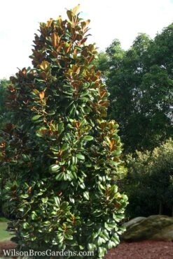 Teddy Bear Dwarf Southern Magnolia - 7 Gallon Pot (2-3') -Garden Plant Seeds Magnolia Teddy Bear 5