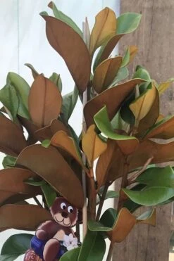 Teddy Bear Dwarf Southern Magnolia - 7 Gallon Pot (2-3') -Garden Plant Seeds Magnolia Teddy Bear 6