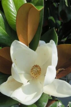 Teddy Bear Dwarf Southern Magnolia - 7 Gallon Pot (2-3') -Garden Plant Seeds Magnolia Teddy Bear 7