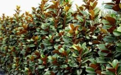 Teddy Bear Dwarf Southern Magnolia - 7 Gallon Pot (2-3') -Garden Plant Seeds Magnolia Teddy Bear 8