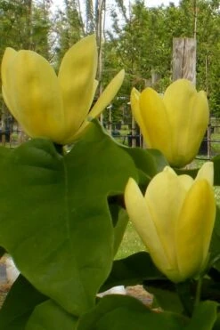 Yellow Bird Magnolia Tulip Tree - 1 Gallon Pot -Garden Plant Seeds Magnolia Yellow Bird 10