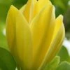 Yellow Bird Magnolia Tulip Tree - 3 Gallon Pot -Garden Plant Seeds Magnolia Yellow Bird 13 1