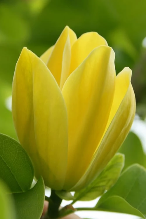 Yellow Bird Magnolia Tulip Tree - 3 Gallon Pot 3 Yellow Bird Magnolia Tulip Tree - 3 Gallon Pot