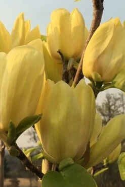 Yellow Bird Magnolia Tulip Tree - 1 Gallon Pot -Garden Plant Seeds Magnolia Yellow Bird 14