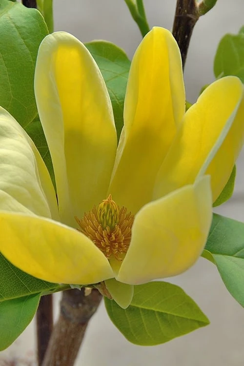 Yellow Bird Magnolia Tulip Tree - 3 Gallon Pot 8 Yellow Bird Magnolia Tulip Tree - 3 Gallon Pot - Image 6