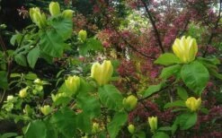Yellow Bird Magnolia Tulip Tree - 3 Gallon Pot 18 Yellow Bird Magnolia Tulip Tree - 3 Gallon Pot -Garden Plant Seeds Magnolia Yellow Bird 18 1