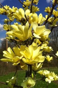 Yellow Bird Magnolia Tulip Tree - 3 Gallon Pot 19 Yellow Bird Magnolia Tulip Tree - 3 Gallon Pot -Garden Plant Seeds Magnolia Yellow Bird 32 1