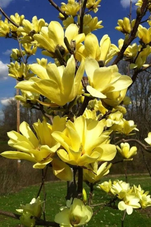 Yellow Bird Magnolia Tulip Tree - 3 Gallon Pot 10 Yellow Bird Magnolia Tulip Tree - 3 Gallon Pot - Image 8