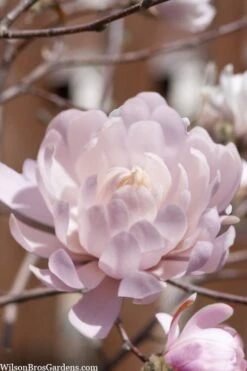 Centennial Blush Star Magnolia - 3 Gallon Pot -Garden Plant Seeds Magnolia stellata centennial blush 3