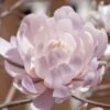 Centennial Blush Star Magnolia - 3 Gallon Pot 2 Centennial Blush Star Magnolia - 3 Gallon Pot -Garden Plant Seeds Magnolia stellata centennial blush 4