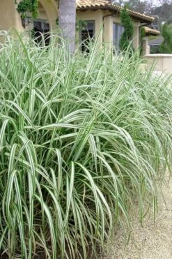 Variegated Maiden Grass - Miscanthus Sinensis 'Variegatus' - 3 Gallon Pot 11 Variegated Maiden Grass - Miscanthus Sinensis 'Variegatus' - 3 Gallon Pot -Garden Plant Seeds Maiden Grass Variegated 11 1