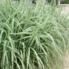Variegated Maiden Grass - Miscanthus Sinensis 'Variegatus' - 1 Gallon Pot 1 Variegated Maiden Grass - Miscanthus Sinensis 'Variegatus' - 1 Gallon Pot -Garden Plant Seeds Maiden Grass Variegated 11 2