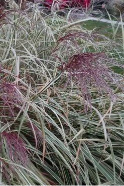 Variegated Maiden Grass - Miscanthus Sinensis 'Variegatus' - 3 Gallon Pot 12 Variegated Maiden Grass - Miscanthus Sinensis 'Variegatus' - 3 Gallon Pot -Garden Plant Seeds Maiden Grass Variegated 12 1