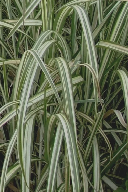 Variegated Maiden Grass - Miscanthus Sinensis 'Variegatus' - 3 Gallon Pot 8 Variegated Maiden Grass - Miscanthus Sinensis 'Variegatus' - 3 Gallon Pot - Image 6