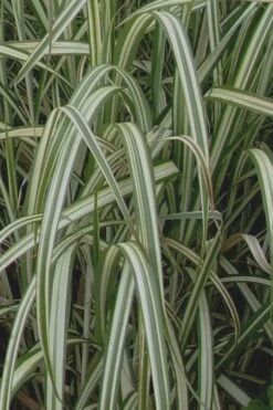 Variegated Maiden Grass - Miscanthus Sinensis 'Variegatus' - 6 Pack Of 1 Gallon Pots -Garden Plant Seeds Maiden Grass Variegated 13
