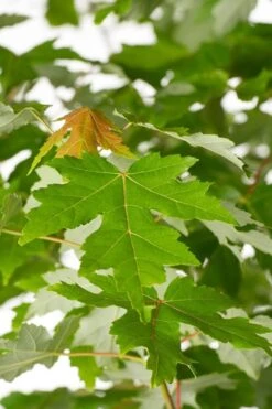 Autumn Blaze Maple - 2 Gallon Pot -Garden Plant Seeds Maple Autumn Blaze Green Leaves 500x700 1