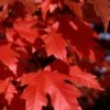 Autumn Blaze Maple - 2 Gallon Pot -Garden Plant Seeds Maple Autumn Blaze Leaves 500x700 1