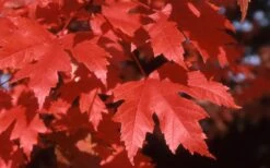 Autumn Blaze Maple - 2 Gallon Pot -Garden Plant Seeds Maple Autumn Blaze leaves