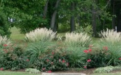 Adagio Dwarf Maiden Grass - Miscanthus Sinensis - 3 Gallon Pot -Garden Plant Seeds Miscanthus Adagio 1 1