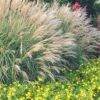 Adagio Dwarf Maiden Grass - Miscanthus Sinensis - 1 Gallon Pot -Garden Plant Seeds Miscanthus Adagio Dwarf Rev 500x750 1