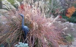 Adagio Dwarf Maiden Grass - Miscanthus Sinensis - 3 Gallon Pot -Garden Plant Seeds Miscanthus Adagio Fall Foliage Color 1