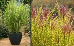 Gold Breeze Zebra Grass (Miscanthus) - 1 Gallon Pot -Garden Plant Seeds Miscanthus Gold Breeze Flowers