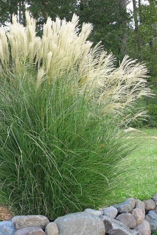 Maiden Grass - Miscanthus Sinensis 'Gracillimus' - 6 Pack Of 1 Gallon Pots 3 Maiden Grass - Miscanthus Sinensis 'Gracillimus' - 6 Pack Of 1 Gallon Pots